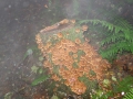 DSC05009