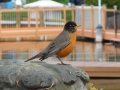 Bird.jpg